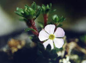 Androsace mucronifolia